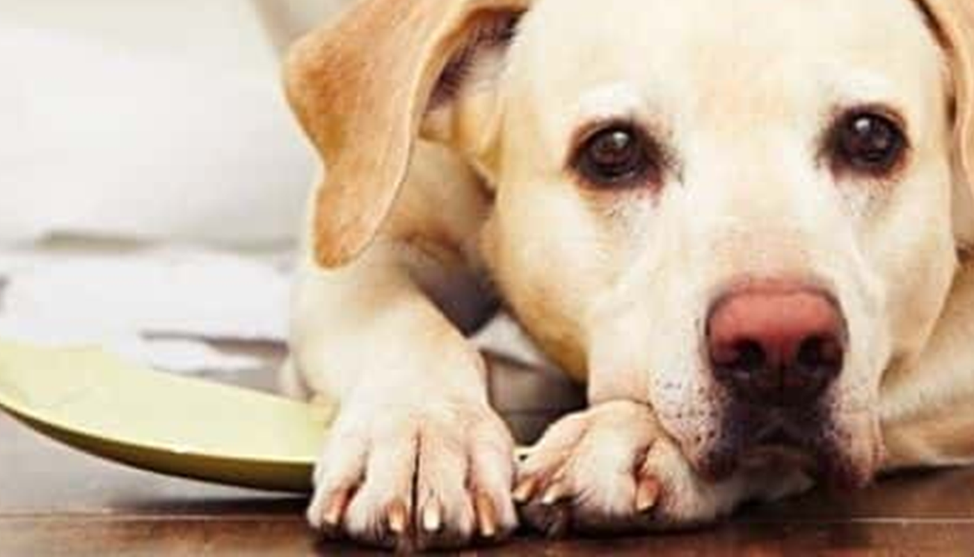 Τι συμβαίνει στην ψυχή του σκύλου όταν μένει «Μόνος στο Σπίτι»;