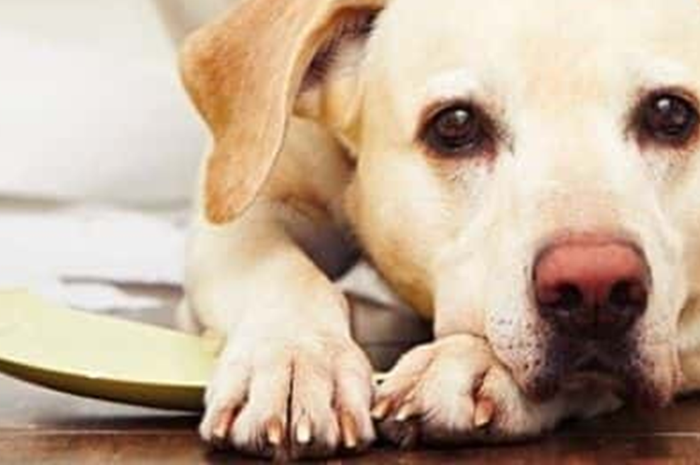 Τι συμβαίνει στην ψυχή του σκύλου όταν μένει «Μόνος στο Σπίτι»;