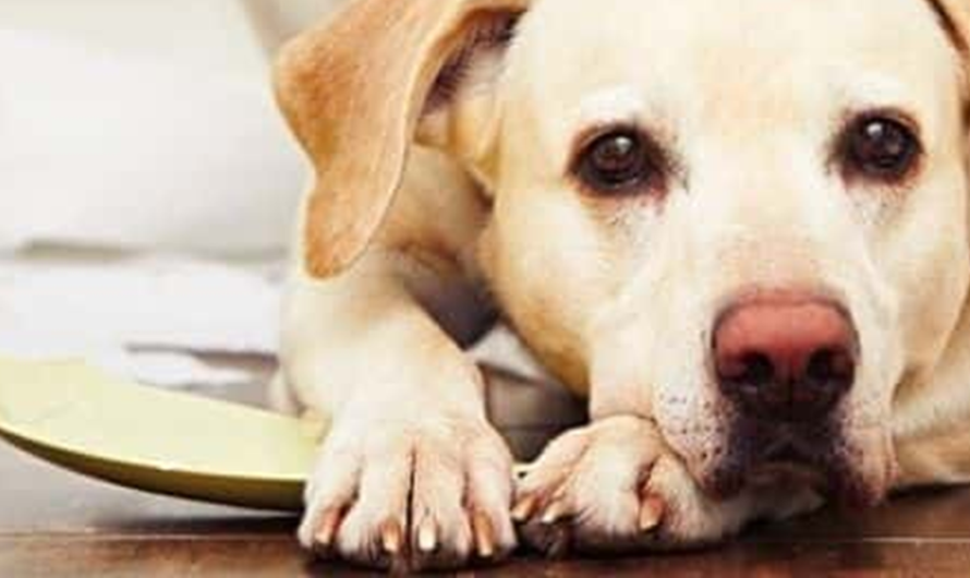 Τι συμβαίνει στην ψυχή του σκύλου όταν μένει «Μόνος στο Σπίτι»;