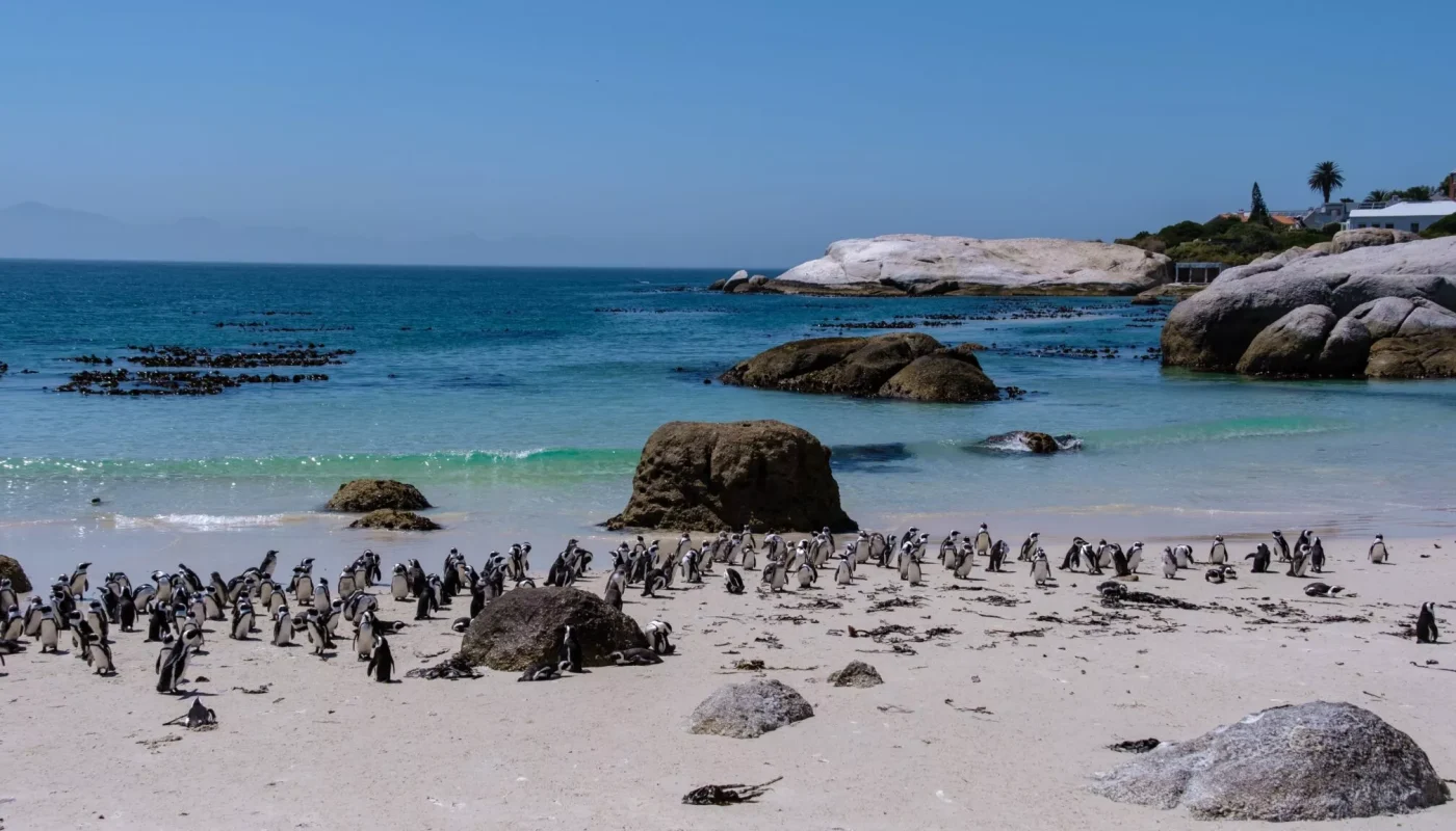 Θανατηφόρος πείνα: 60.000 Αφρικανικοί πιγκουίνοι πέθαναν λόγω της εξαφάνισης της σαρδέλας απο την κλιματική κρίση