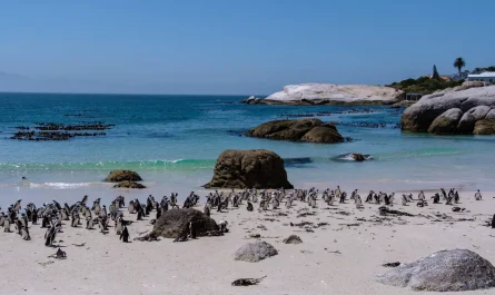 Θανατηφόρος πείνα: 60.000 Αφρικανικοί πιγκουίνοι πέθαναν λόγω της εξαφάνισης της σαρδέλας απο την κλιματική κρίση