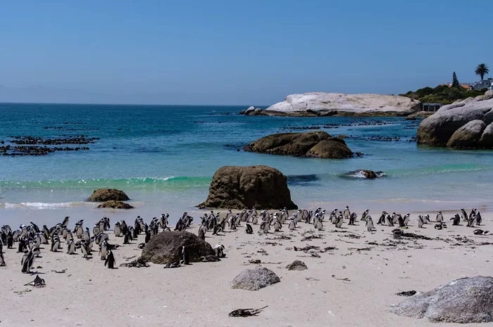 Θανατηφόρος πείνα: 60.000 Αφρικανικοί πιγκουίνοι πέθαναν λόγω της εξαφάνισης της σαρδέλας απο την κλιματική κρίση