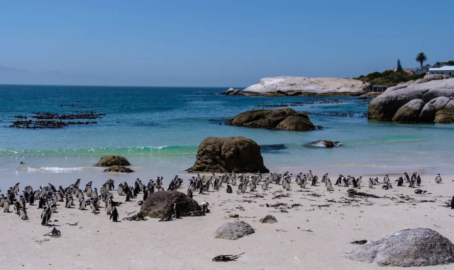 Θανατηφόρος πείνα: 60.000 Αφρικανικοί πιγκουίνοι πέθαναν λόγω της εξαφάνισης της σαρδέλας απο την κλιματική κρίση