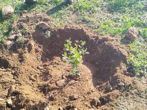 Πρωτοβουλία αναδάσωσης και περιβαλλοντικής ανθεκτικότητας στα Άνω Βριλήσσια Πρωτοβουλία αναδάσωσης και περιβαλλοντικής ανθεκτικότητας στα Άνω Βριλήσσια