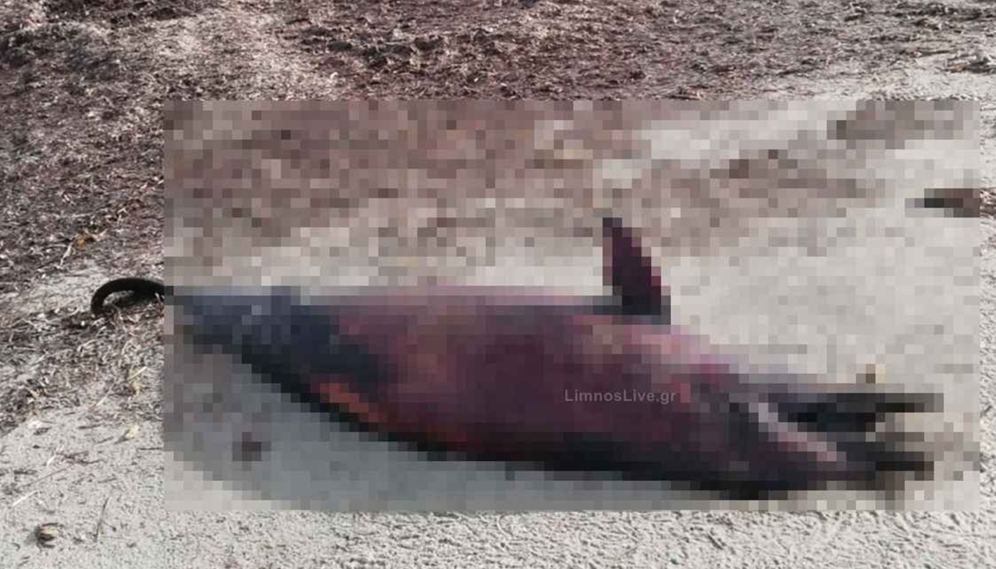 Λήμνος: Δελφίνι ξεβράστηκε νεκρό στην παραλία του Κέρους – Ερωτήματα για τα Αίτια Θανάτου