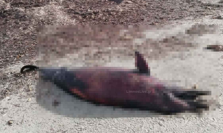 Λήμνος: Δελφίνι ξεβράστηκε νεκρό στην παραλία του Κέρους – Ερωτήματα για τα Αίτια Θανάτου