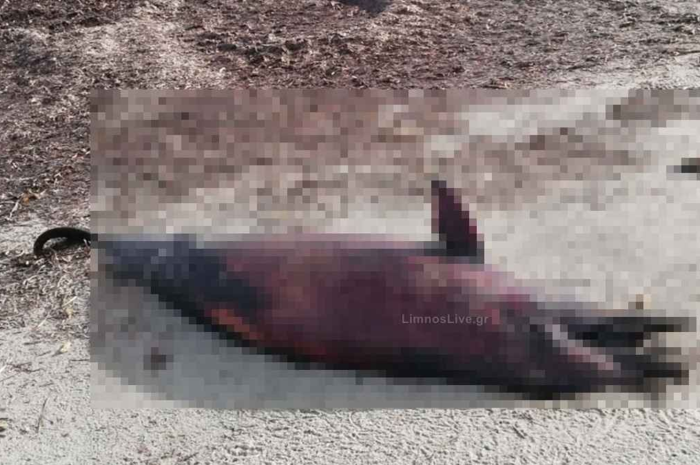 Λήμνος: Δελφίνι ξεβράστηκε νεκρό στην παραλία του Κέρους – Ερωτήματα για τα Αίτια Θανάτου