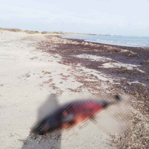 Λήμνος: Δελφίνι ξεβράστηκε νεκρό στην παραλία του Κέρους – Ερωτήματα για τα Αίτια Θανάτου Λήμνος: Δελφίνι ξεβράστηκε νεκρό στην παραλία του Κέρους – Ερωτήματα για τα Αίτια Θανάτου