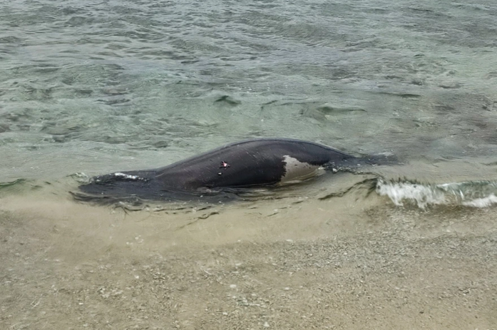 Θανατώθηκε ενήλικη Μεσογειακή Φώκια στην Αττική