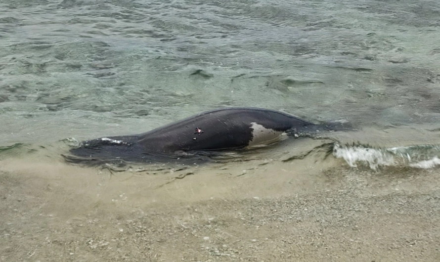 Θανατώθηκε ενήλικη Μεσογειακή Φώκια στην Αττική