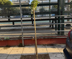 "Πράσινη Ανάπλαση στο Ηράκλειο Αττικής" Νέα Πνοή στην Πλατεία Μπομποτίνου "Πράσινη Ανάπλαση στο Ηράκλειο Αττικής" Νέα Πνοή στην Πλατεία Μπομποτίνου