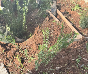 Ηράκλειο Αττικής: Συνεχίζει η προσπάθεια του Δήμου  να πρασινίσει τις γειτονίες της πόλης