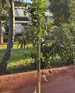"Πράσινη Ανάπλαση στο Ηράκλειο Αττικής" Νέα Πνοή στην Πλατεία Μπομποτίνου "Πράσινη Ανάπλαση στο Ηράκλειο Αττικής" Νέα Πνοή στην Πλατεία Μπομποτίνου