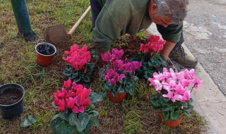 Κηφισιά: Νέες φυτεύσεις στον Ι.Ν. Αγίας Μαύρας και στο Κοιμητήριο Νέας Ερυθραίας