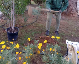 Κηφισιά: Νέες φυτεύσεις στον Ι.Ν. Αγίας Μαύρας και στο Κοιμητήριο Νέας Ερυθραίας Κηφισιά: Νέες φυτεύσεις στον Ι.Ν. Αγίας Μαύρας και στο Κοιμητήριο Νέας Ερυθραίας