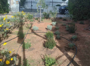 Κηφισιά: Νέες φυτεύσεις στον Ι.Ν. Αγίας Μαύρας και στο Κοιμητήριο Νέας Ερυθραίας Κηφισιά: Νέες φυτεύσεις στον Ι.Ν. Αγίας Μαύρας και στο Κοιμητήριο Νέας Ερυθραίας