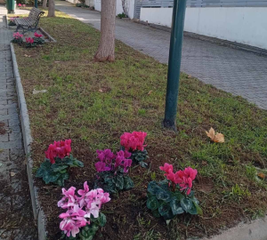 Κηφισιά: Νέες φυτεύσεις στον Ι.Ν. Αγίας Μαύρας και στο Κοιμητήριο Νέας Ερυθραίας Κηφισιά: Νέες φυτεύσεις στον Ι.Ν. Αγίας Μαύρας και στο Κοιμητήριο Νέας Ερυθραίας