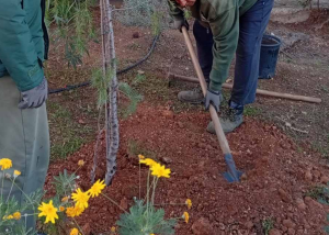 Κηφισιά: Νέες φυτεύσεις στον Ι.Ν. Αγίας Μαύρας και στο Κοιμητήριο Νέας Ερυθραίας Κηφισιά: Νέες φυτεύσεις στον Ι.Ν. Αγίας Μαύρας και στο Κοιμητήριο Νέας Ερυθραίας