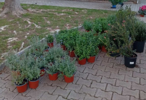 Κηφισιά: Νέες φυτεύσεις στον Ι.Ν. Αγίας Μαύρας και στο Κοιμητήριο Νέας Ερυθραίας Κηφισιά: Νέες φυτεύσεις στον Ι.Ν. Αγίας Μαύρας και στο Κοιμητήριο Νέας Ερυθραίας