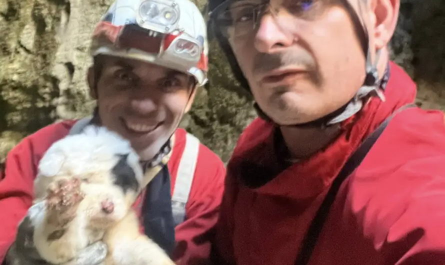 Πήλιο: Κουτάβια πετάχτηκαν σε γκρεμό 20 Μέτρων