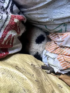 Πήλιο: Κουτάβια πετάχτηκαν σε γκρεμό 20 Μέτρων