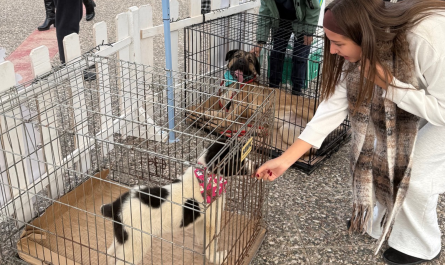 Επιτυχημένη η γιορτή υιοθεσίας αδέσποτων στη Μεταμόρφωση