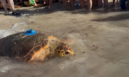 Η Χελώνα "Molly" Επέστρεψε στην Θάλασσα Μετά την Αφαίρεση Ενός Τεράστιου Όγκου