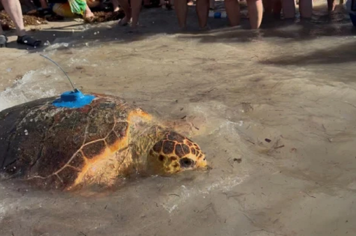 Η Χελώνα "Molly" Επέστρεψε στην Θάλασσα Μετά την Αφαίρεση Ενός Τεράστιου Όγκου