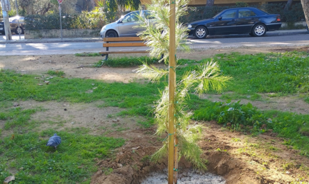 Λυκόβρυση Πεύκη: Μια Πράσινη «Ανάσα» ως Χριστουγεννιάτικο Δώρο στην Πόλη