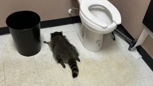 Ύποπτο για σειρά διαρρήξεων το ρακούν που μέθυσε και λιποθύμησε σε κάβα στη Βιρτζίνια Ύποπτο για σειρά διαρρήξεων το ρακούν που μέθυσε και λιποθύμησε σε κάβα στη Βιρτζίνια