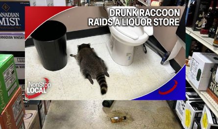 Ύποπτο για σειρά διαρρήξεων το ρακούν που μέθυσε και λιποθύμησε σε κάβα στη Βιρτζίνια