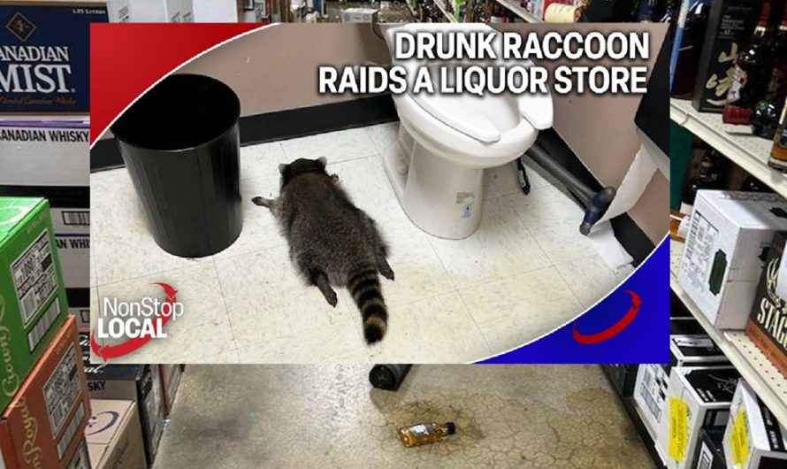 Ύποπτο για σειρά διαρρήξεων το ρακούν που μέθυσε και λιποθύμησε σε κάβα στη Βιρτζίνια