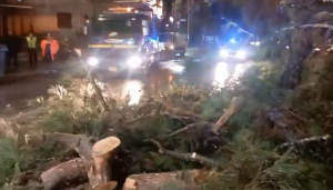 Ολοκληρώθηκε πριν λίγο η επιχείρηση κοπής και απομάκρυνσης του τεράστιου πεύκου που έπεσε το απόγευμα στην Παπανικολή Ολοκληρώθηκε πριν λίγο η επιχείρηση κοπής και απομάκρυνσης του τεράστιου πεύκου που έπεσε το απόγευμα στην Παπανικολή