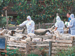 «Κίνδυνος έλλειψης φέτας» Η ευλογιά των προβάτων απειλεί το κορυφαίο εξαγώγιμο προϊόν της χώρας μας «Κίνδυνος έλλειψης φέτας» Η ευλογιά των προβάτων απειλεί το κορυφαίο εξαγώγιμο προϊόν της χώρας μας