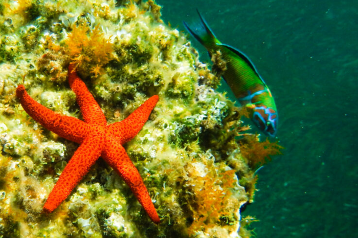Πράσινο φως για τα Θαλάσσια Πάρκα σε Ιόνιο και Αιγαίο