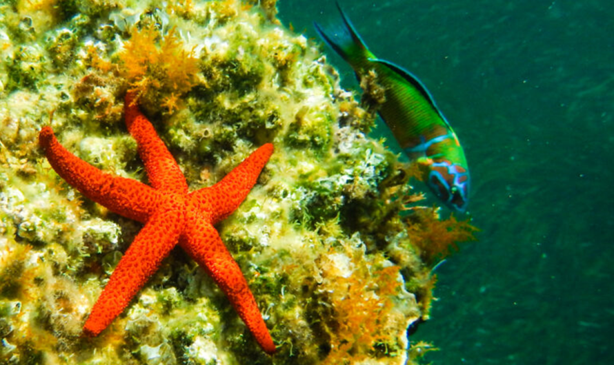 Πράσινο φως για τα θαλάσσια Πάρκα σε Ιόνιο και Αιγαίο