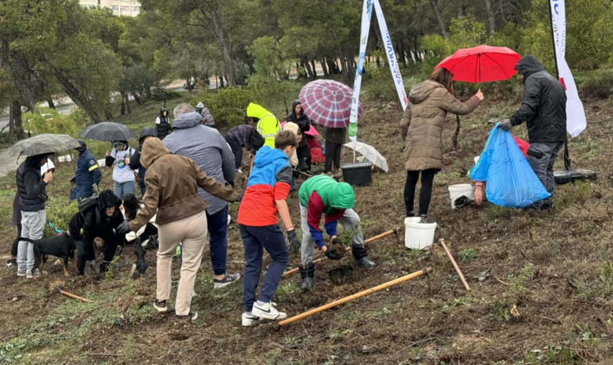Βριλήσσια: Επιτυχημένη  δράση δενδροφύτευσης στο περιαστικό δάσος του Αγίου Θεοκλήτου