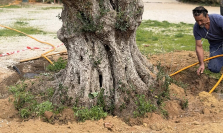 Η Κηφισιά «Θωρακίζεται» με ιστορία: Η σημασία της δωρεάς έξι αιωνόβιων ελαιόδεντρων από την ΟΣΕ Α.Ε.