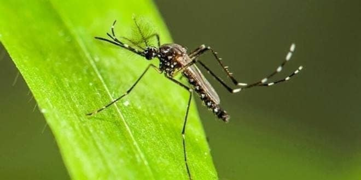 Παραδοσιακά, ο παγετός του χειμώνα διέκοπτε τον βιολογικό κύκλο των κουνουπιών.