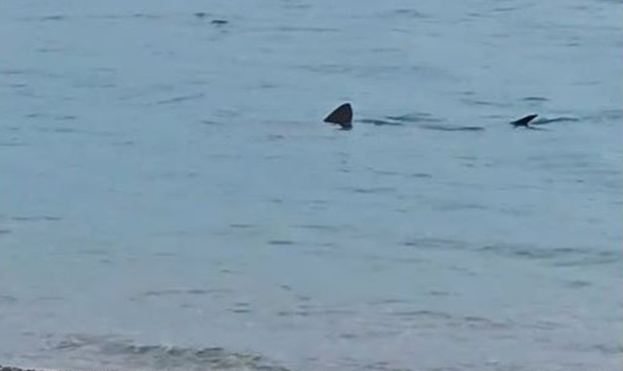 Λουτράκι: «Συναγερμός»  Καρχαρίας(4-5 μέτρων) έκανε την εμφάνισή του στα ρηχά