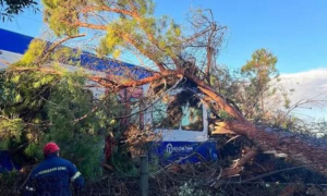 Σοβαρό Ατύχημα στις Ράγες: Πτώση Δέντρου σε Αμαξοστοιχία στον Πύργο