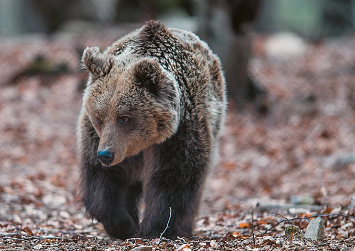 Η αύξηση του πληθυσμού της αρκούδας στην Ελλάδα δεν έφερε περισσότερες ζημιές