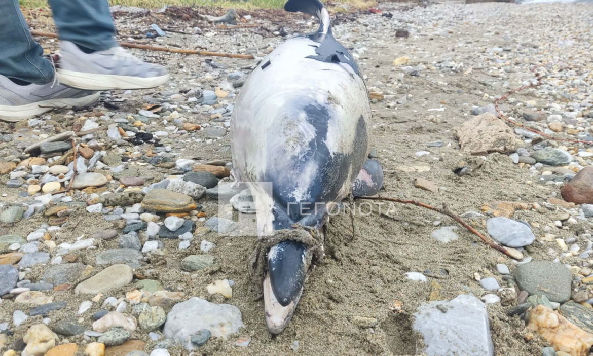 Ένα εξοργιστικό και ταυτόχρονα θλιβερό θέαμα αντίκρισαν σήμερα, Κυριακή, κάτοικοι και περιπατητές στην παραλία Λωτός, στα Πλατανίδια Μαγνησίας.