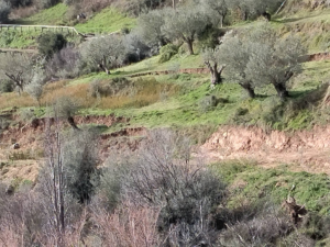 Γορτυνία: «Κόπηκε» στα Δύο ο Δρόμος προς τη Χώρα – Σε Απόγνωση 35 Αποκλεισμένοι Κάτοικοι