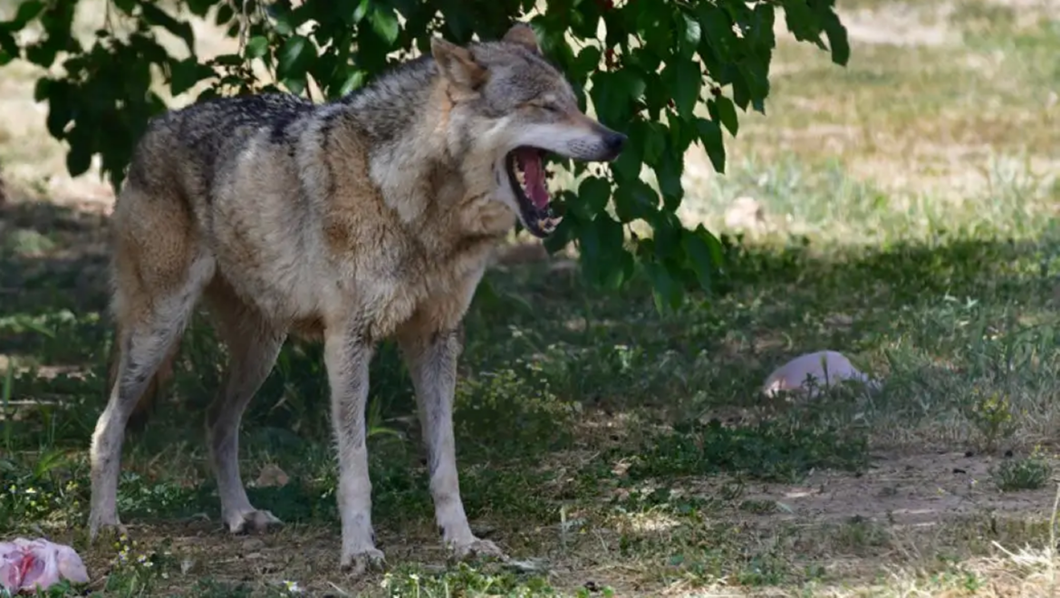 Συναγερμός στο Τατόι: Επίθεση Λύκου σε Περιπατητές και Οδηγίες Επιβίωσης