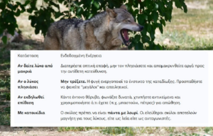 Συναγερμός στο Τατόι: Επίθεση Λύκου σε Περιπατητές και Οδηγίες Επιβίωσης