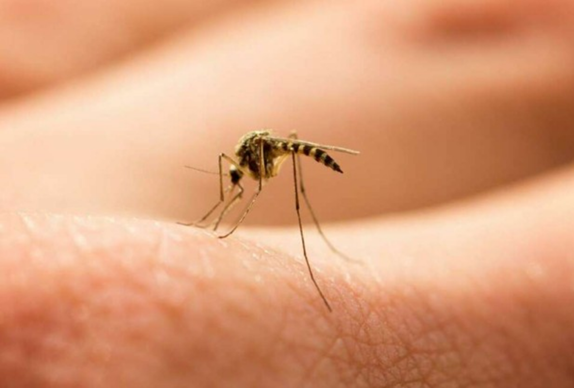 Η κλιματική αλλαγή φέρνει την Ευρώπη, και μαζί της την Ελλάδα, αντιμέτωπη με έναν νέο υγειονομικό κίνδυνο.