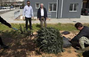 Σε μια σημαντική κίνηση για την αναβάθμιση του αστικού περιβάλλοντος προχώρησε ο Δήμος Αχαρνών, τοποθετώντας πλατάνια και έλατα σε πέντε κεντρικά σημεία της πόλης.