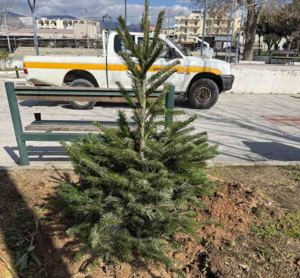 Σε μια σημαντική κίνηση για την αναβάθμιση του αστικού περιβάλλοντος προχώρησε ο Δήμος Αχαρνών, τοποθετώντας πλατάνια και έλατα σε πέντε κεντρικά σημεία της πόλης.